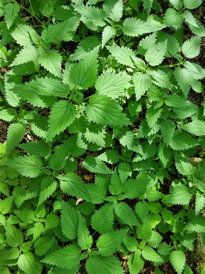 Close-up of verdant stinging nettle leaves, showcasing vibrant green foliage.